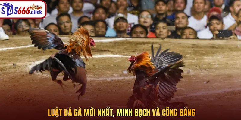 Luật đá gà mới nhất được coi là đơn giản và dễ hiểu với mọi người