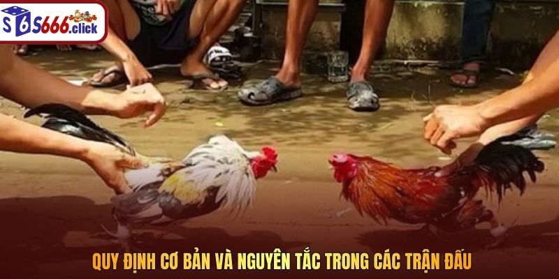 Quy định cơ bản và nguyên tắc trong các trận đấu